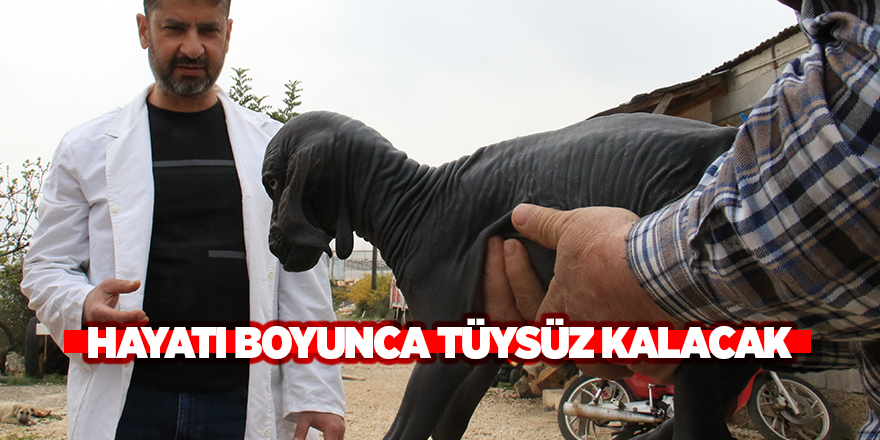 Hayatı boyunca tüysüz kalacak