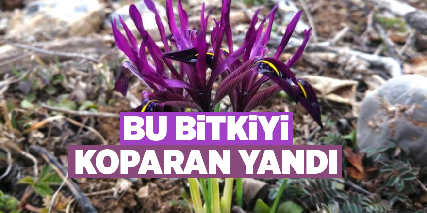 Bu bitkiyi koparan yandı