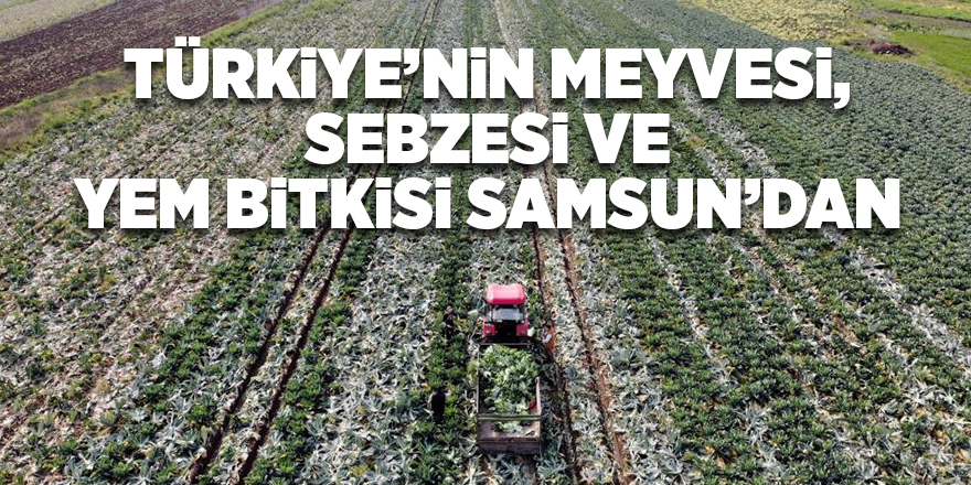 Türkiye’nin meyvesi, sebzesi ve yem bitkisi Samsun’dan - samsun haber