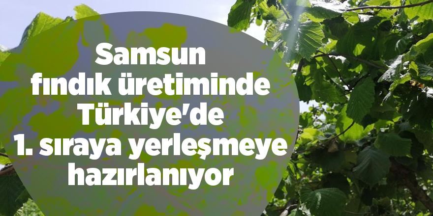 Samsun fındık üretiminde Türkiye'de 1. sıraya yerleşmeye hazırlanıyor