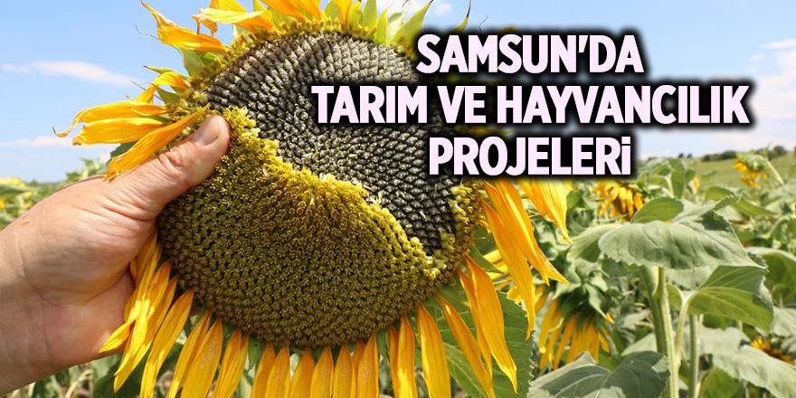 Samsun'da tarım ve hayvancılık projeleri