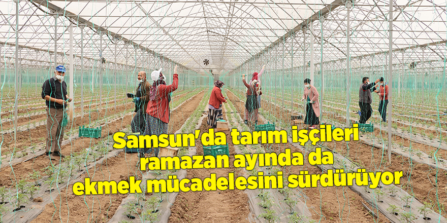 Samsun'da tarım işçileri ramazan ayında da ekmek mücadelesini sürdürüyor