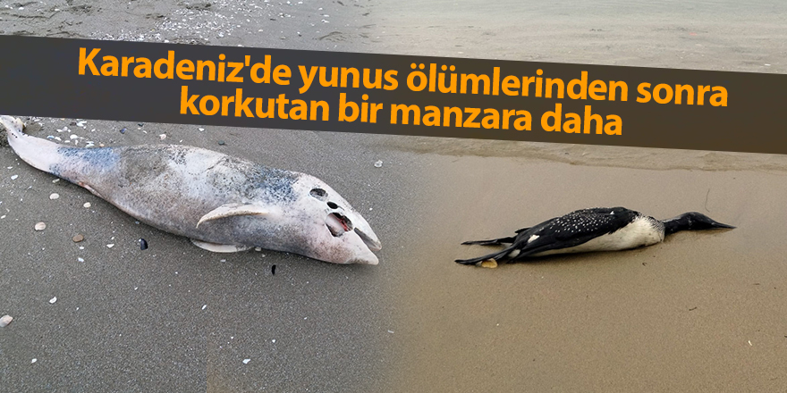 Karadeniz'de yunus ölümlerinden sonra korkutan bir manzara daha