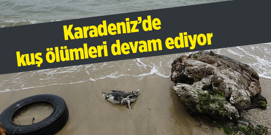 Karadeniz’de kuş ölümleri devam ediyor