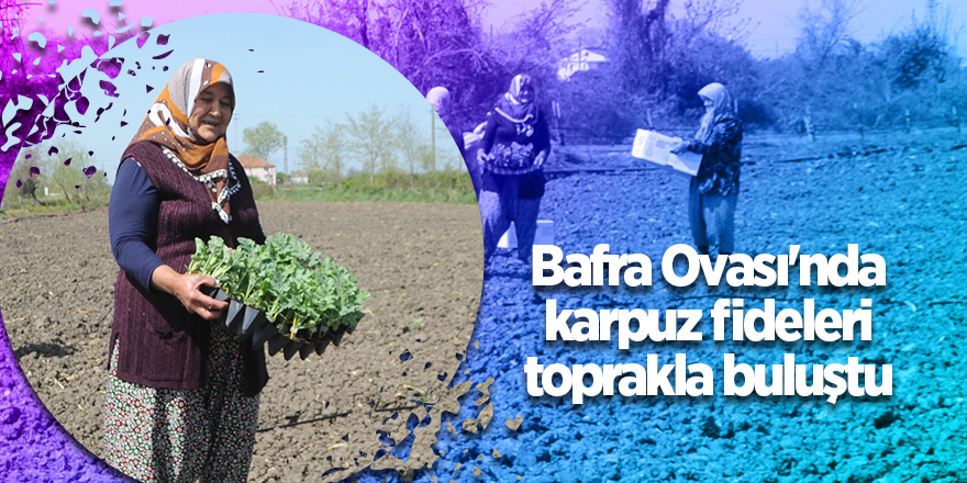 Bafra Ovası'nda karpuz fideleri toprakla buluştu - samsun haber