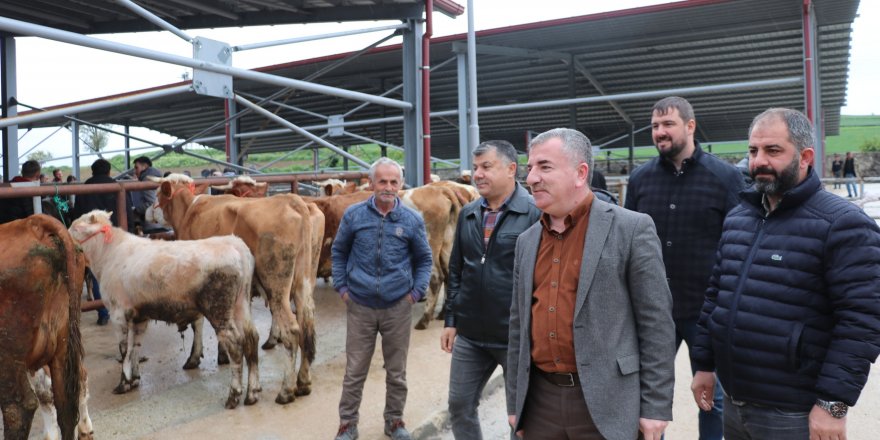 Havza Kapalı Canlı Hayvan Pazarı açıldı - samsun haber