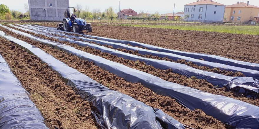 Samsun'da çilek üretimi yaygınlaşıyor - samsun haber