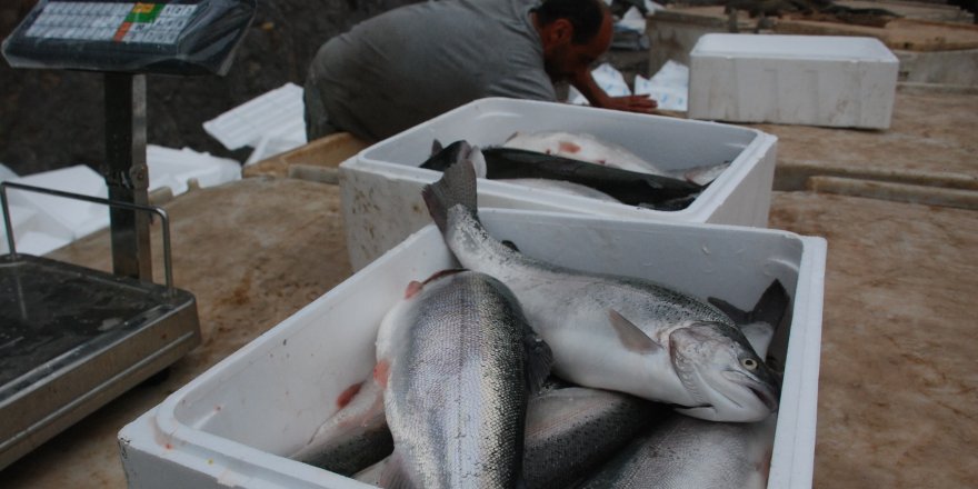 Karadeniz'den Japonya'ya somon ihracatı 