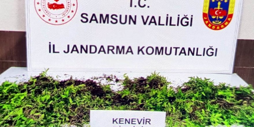 Jandarma 8 bin 758 kök kenevir bitkisi ele geçirdi - samsun haber