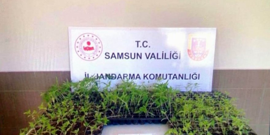 Samsun'da Jandarma 231 kök kenevir fidesi ele geçirdi - samsun haber