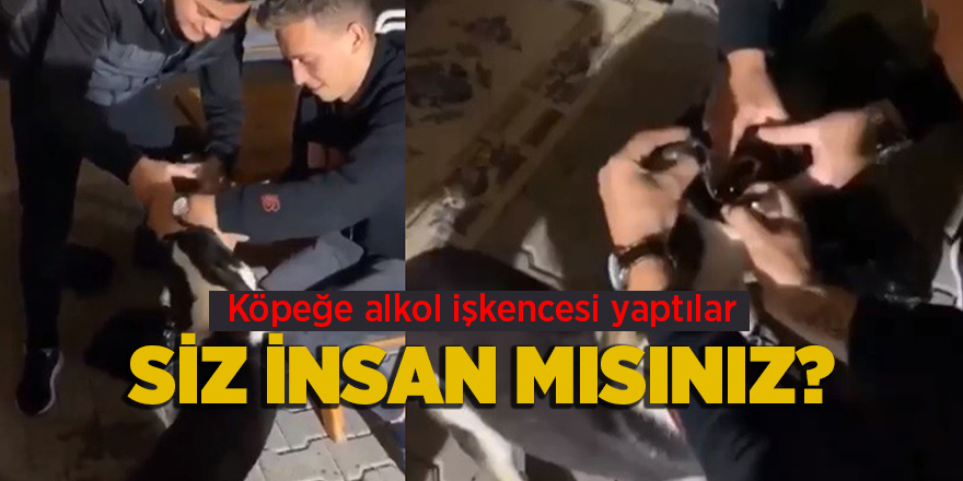 Köpeğe alkol işkencesi yaptılar