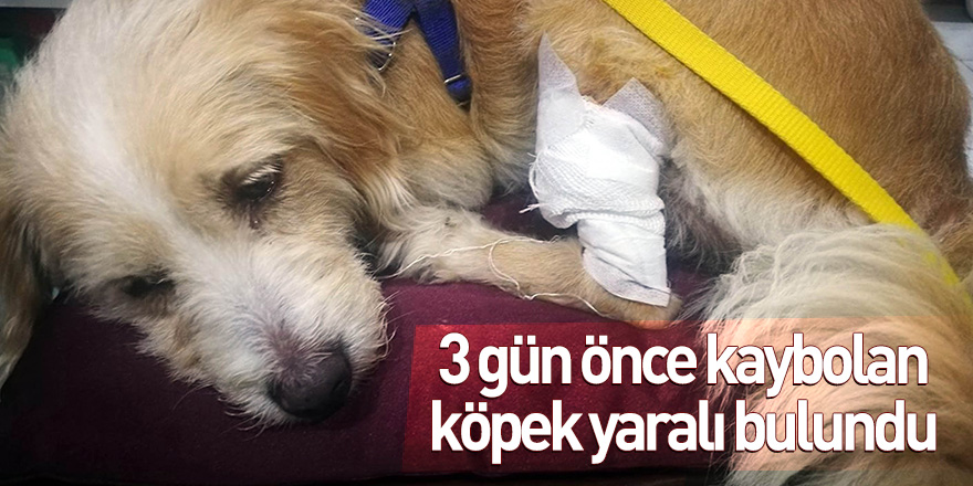 Samsun'da 3 gün önce kaybolan köpek yaralı bulundu