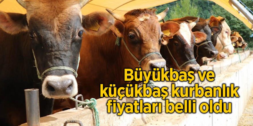 Büyükbaş ve küçükbaş kurbanlık fiyatları belli oldu