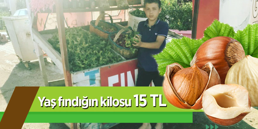 Yaş fındığın kilosu 15 TL