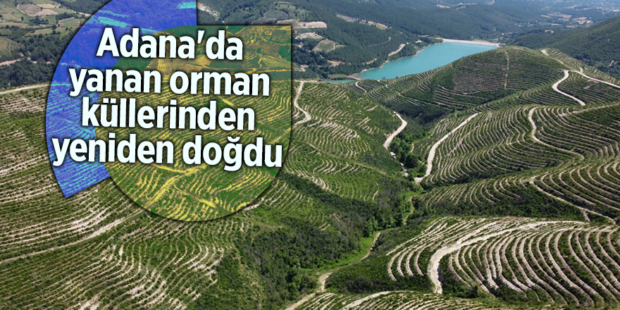 Adana'da yanan orman küllerinden yeniden doğdu