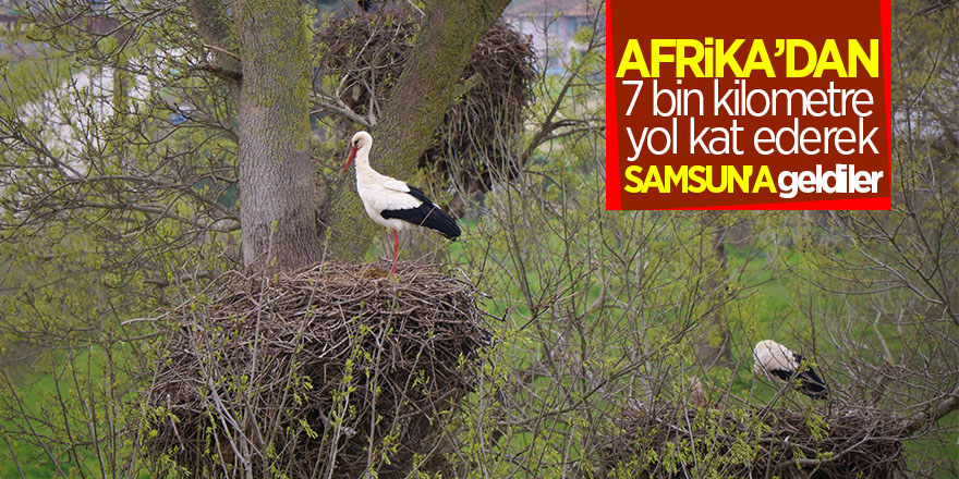 Afrika’dan 7 bin kilometre yol kat ederek Samsun’a geldiler