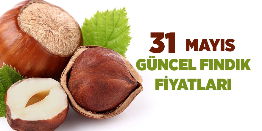 31 Mayıs güncel fındık fiyatları