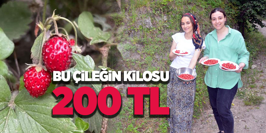 Bu çileğin kilosu 200 TL