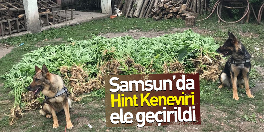 Çarşamba'da 750 kök Hint keneviri ele geçirildi