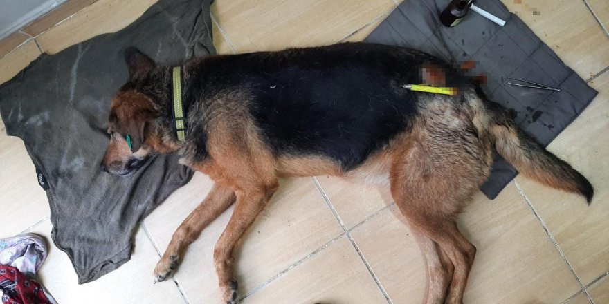 Sultan isimli köpeği plastik uyuşturucu ile vurdular - samsun haber