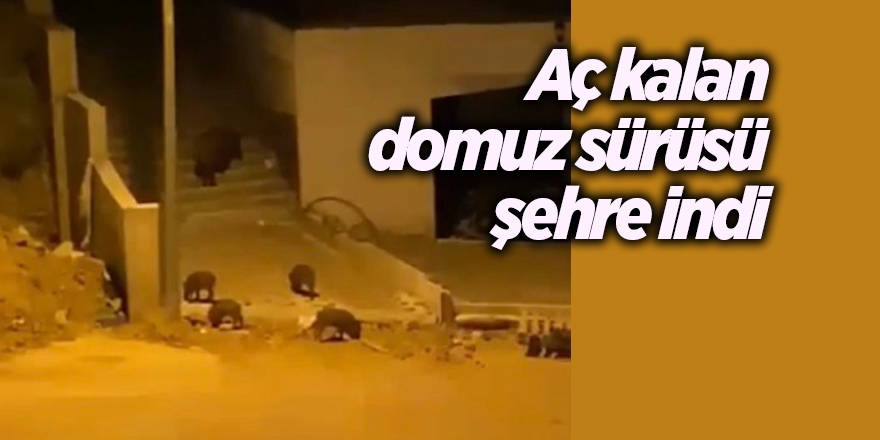 Aç kalan domuz sürüsü şehre indi