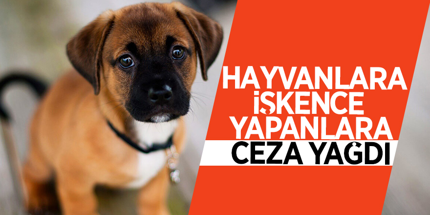 Hayvanlara işkence yapanlara ceza yağdı 