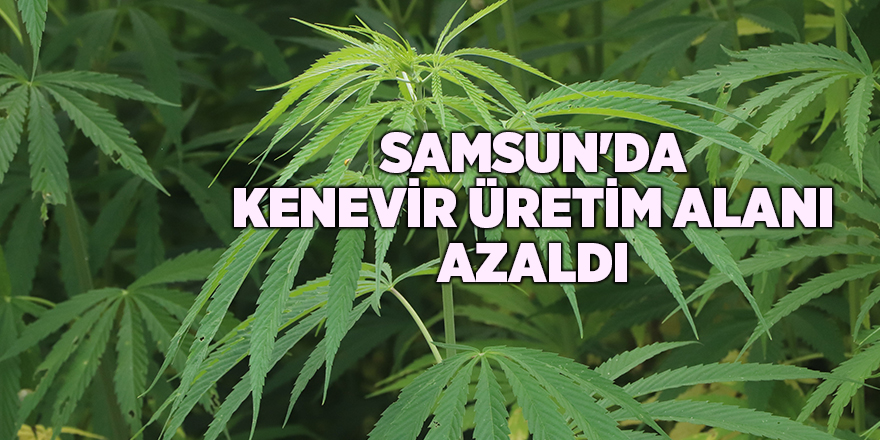 Samsun'da kenevir üretim alanı azaldı - samsun haber