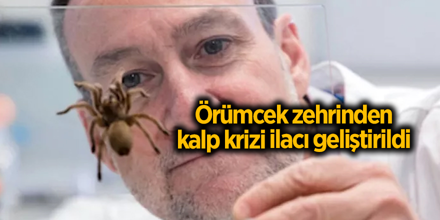 Örümcek zehrinden kalp krizi ilacı geliştirildi