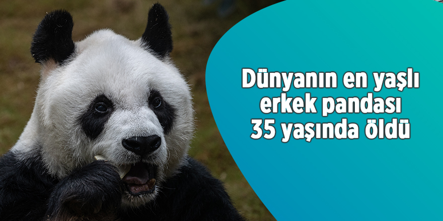 Dünyanın en yaşlı erkek pandası 35 yaşında öldü