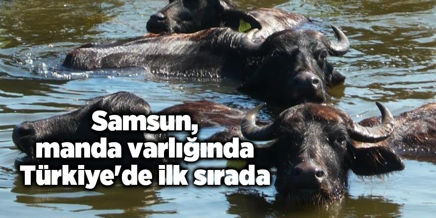 Samsun, manda varlığında Türkiye'de ilk sırada