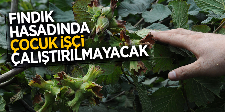 Fındık hasadında çocuk işçi çalıştırılmayacak