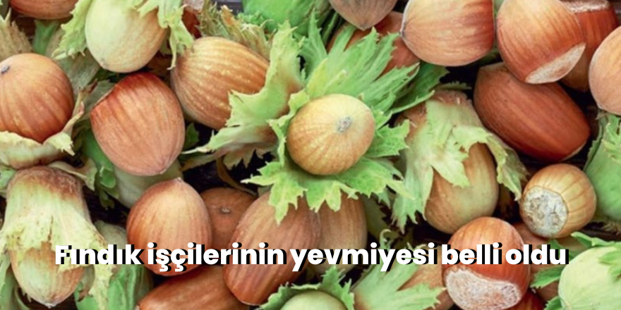 Fındık işçisinin yevmiyesi belli oldu