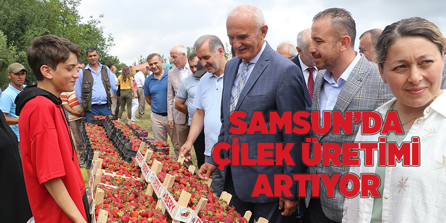 Samsun’da çilek üretimi artıyor - samsun haber