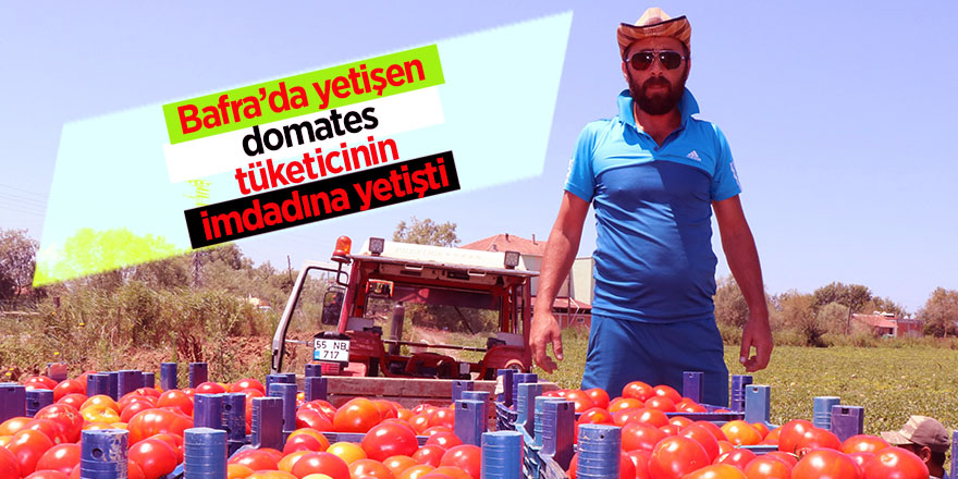 Bafra’da yetişen domates tüketicinin imdadına yetişti