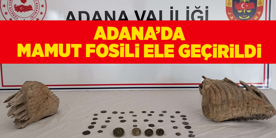 Adana’da mamut fosili ele geçirildi