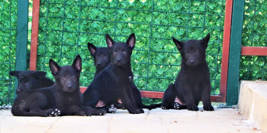 Arama-kurtarma köpekleri böyle seçiliyor