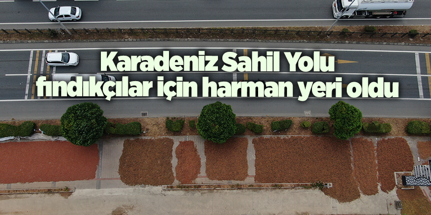 Karadeniz Sahil Yolu fındıkçılar için harman yeri oldu