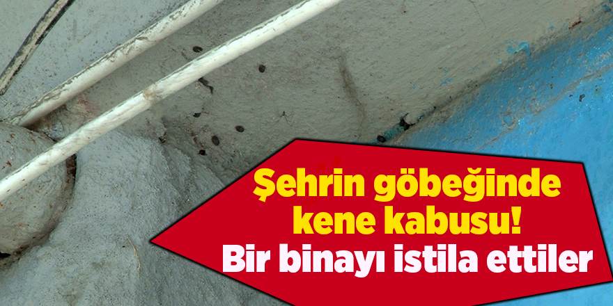 Şehrin göbeğinde kene kabusu! Bir binayı istila ettiler