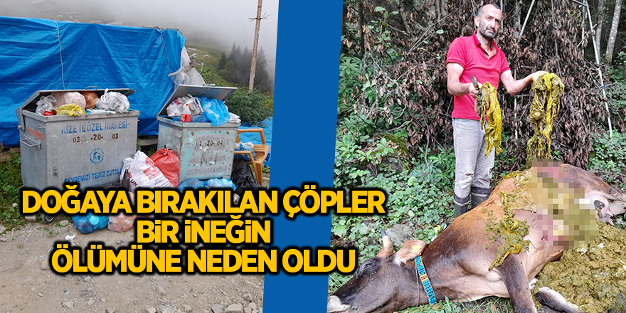 Doğaya bırakılan çöpler bir ineğin ölümüne neden oldu