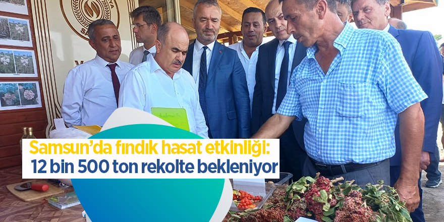 Samsun’da fındık hasat etkinliği:  112 bin 500 ton rekolte bekleniyor