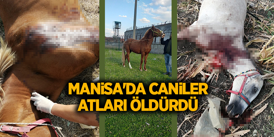 Manisa'da caniler atları öldürdü