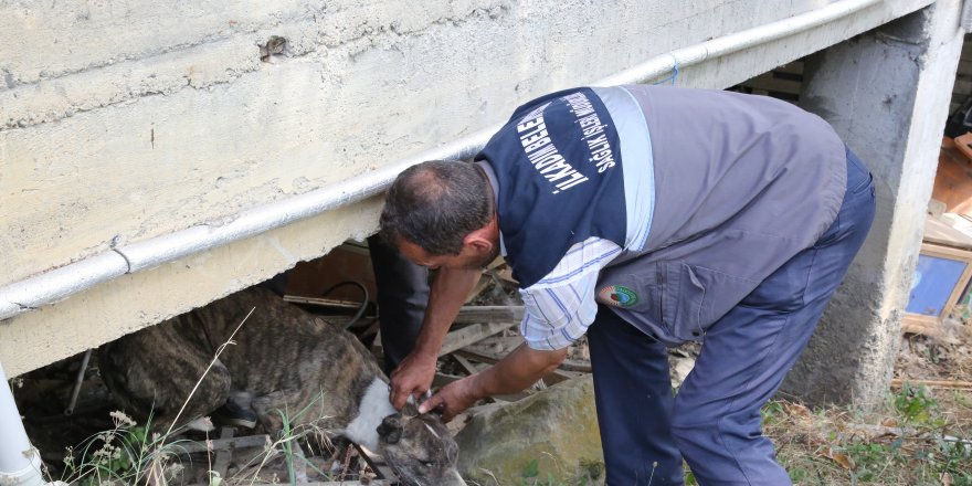 Yaralı köpeğin yardımına İlkadım Belediyesi koştu - samsun haber