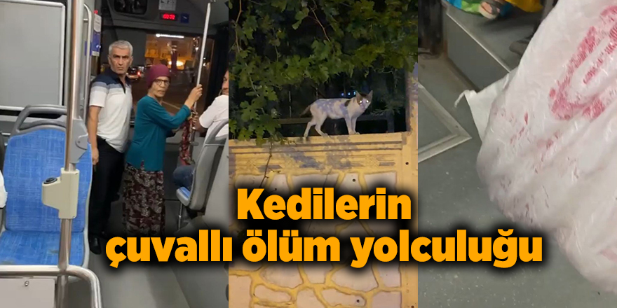 Kedilerin çuvallı ölüm yolculuğu