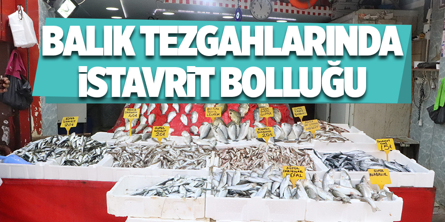 Balık tezgahlarında istavrit bolluğu - samsun haber