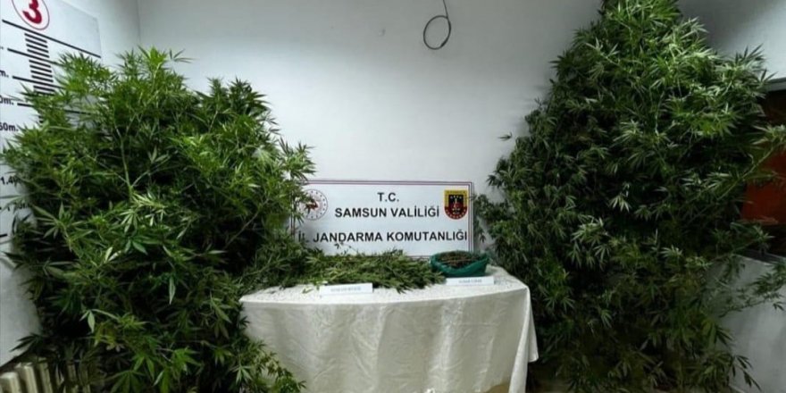 Jandarma 450 gram kubar esrar ve 20 kök kenevir bitkisi ele geçirdi - samsun haber