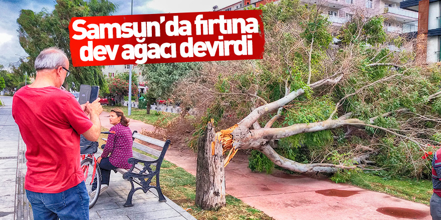 Samsun’da fırtına dev ağacı devirdi