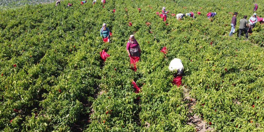 Samsun'da kapya biber hasadı başladı