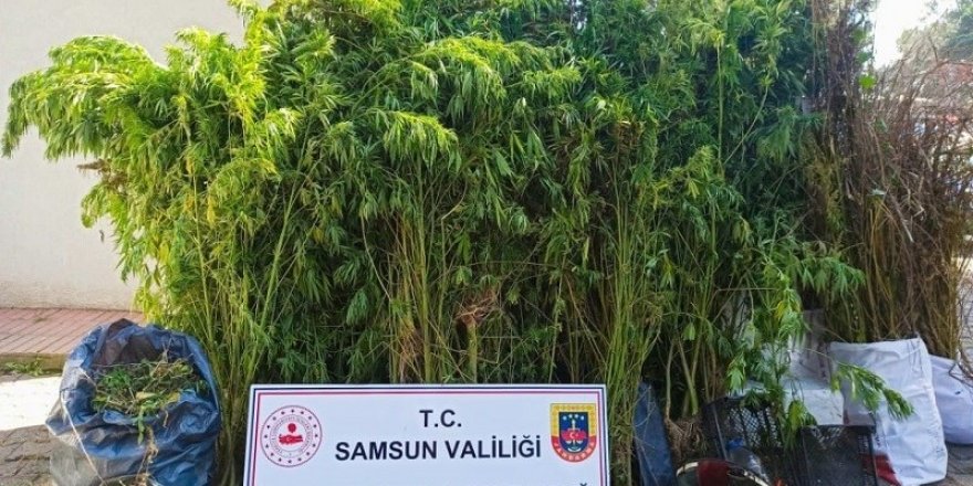 Samsun'da  jandarmadan uyuşturucu ve kaçakçılık operasyonları - samsun haber