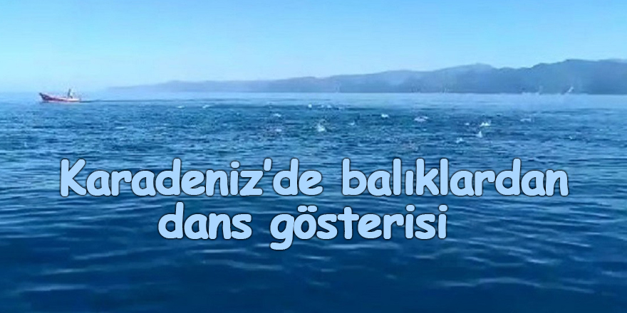 Karadeniz’de balıklardan dans gösterisi 