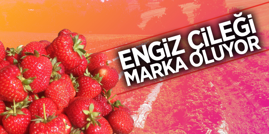 Engiz Çileği marka oluyor 